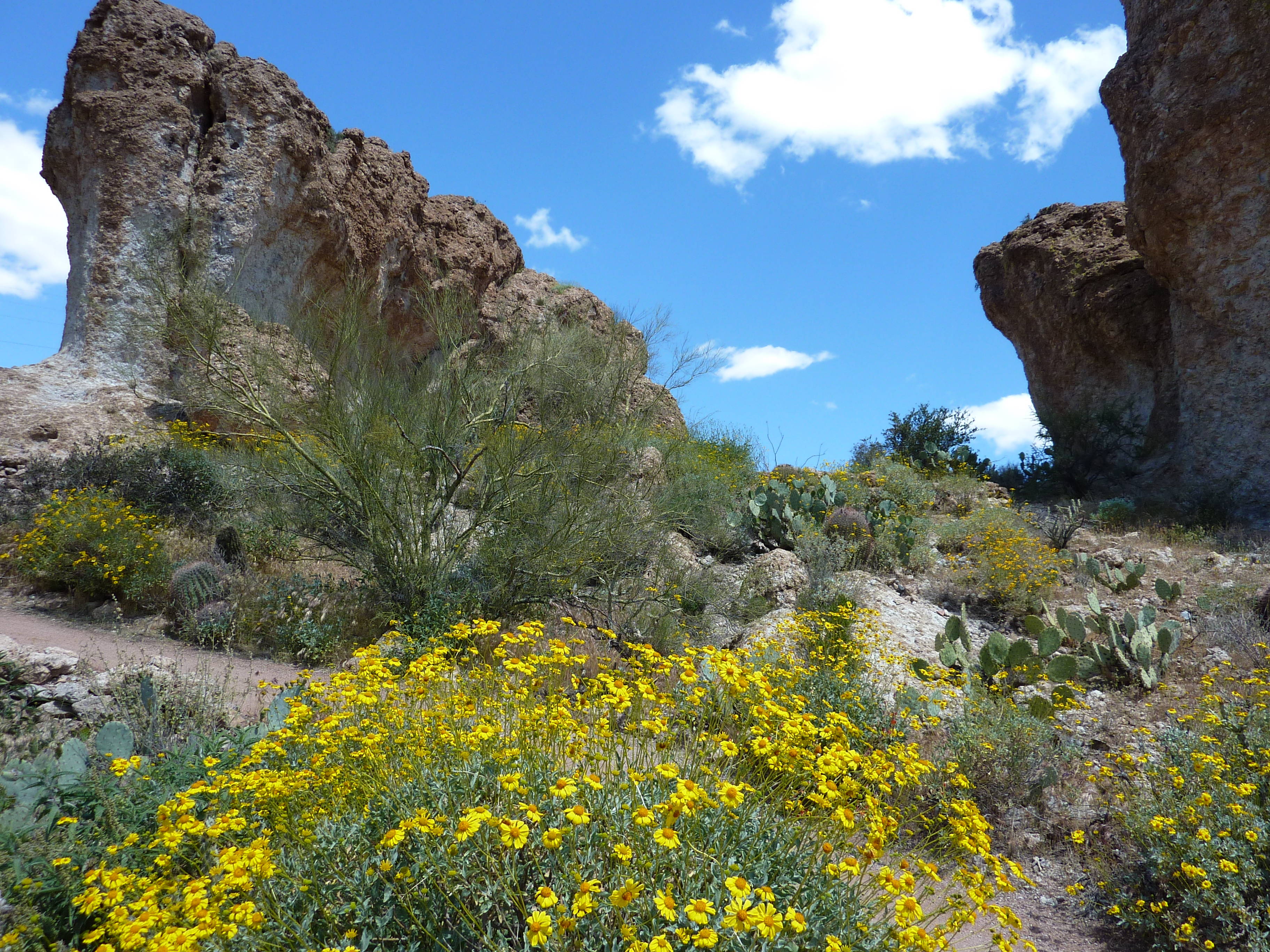 10 Best Places to See Wildflowers in Arizona
